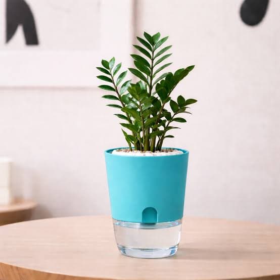 Water pot
